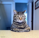 Mad Looking cat