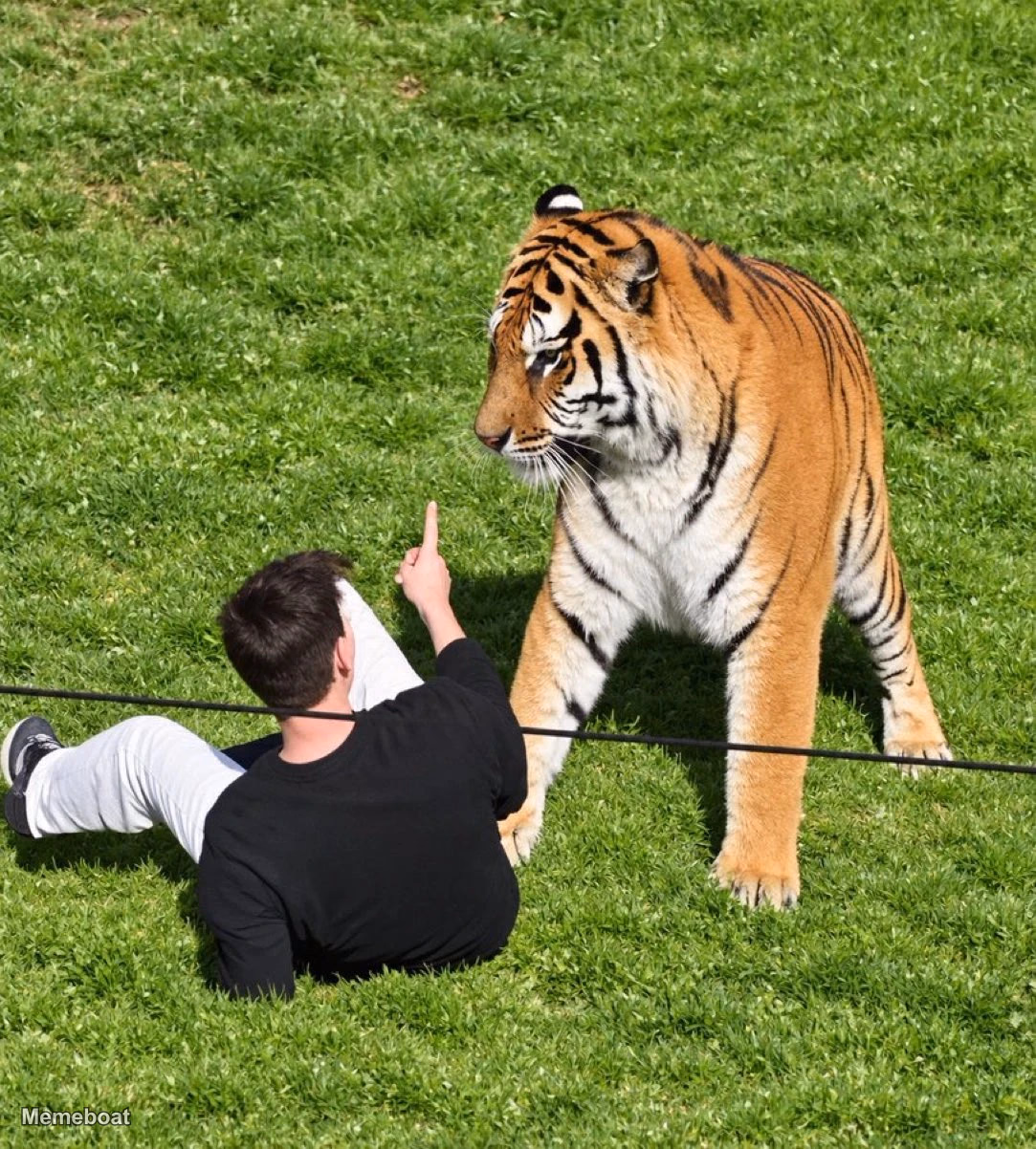 Man scolding a Tiger - meme generator image preview