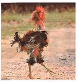 mangled chicken