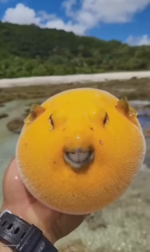 Mango Pufferfish - meme generator image preview
