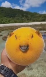 Mango Pufferfish