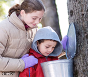 Maple Syrup Kids - meme generator image preview