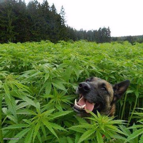 Marijuana Dog - meme generator image preview