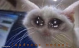 Mega sad cat