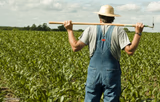 Meme farmer