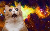 Mind Blown cat