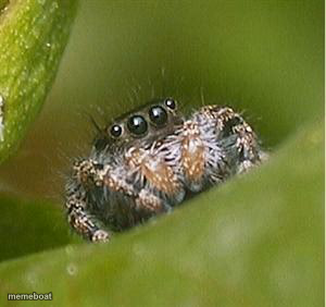 Misunderstood Spider - meme generator image preview