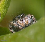 Misunderstood Spider