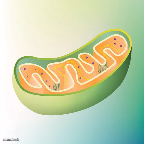 Mitochondria is the powerhouse of the cell - meme generator image preview