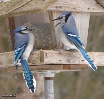 Mockingbird - meme generator image preview