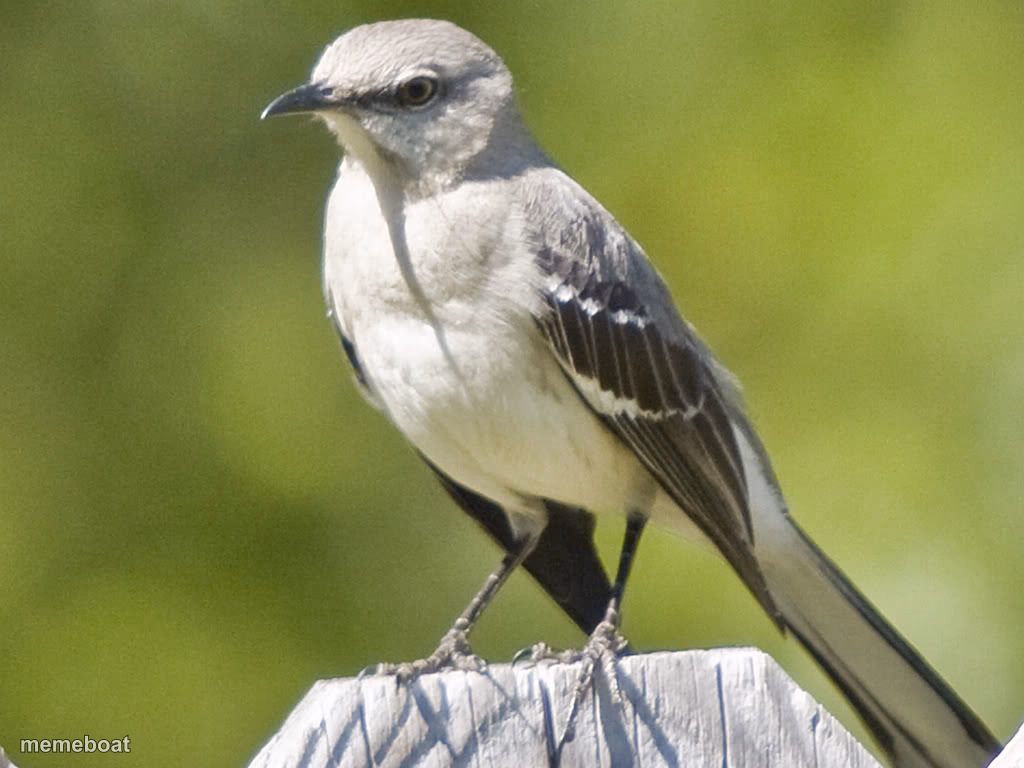 MOCKINGBIRD - meme generator image preview