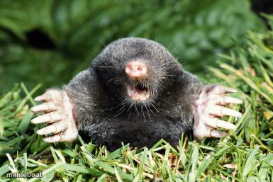 Mole - meme generator image preview