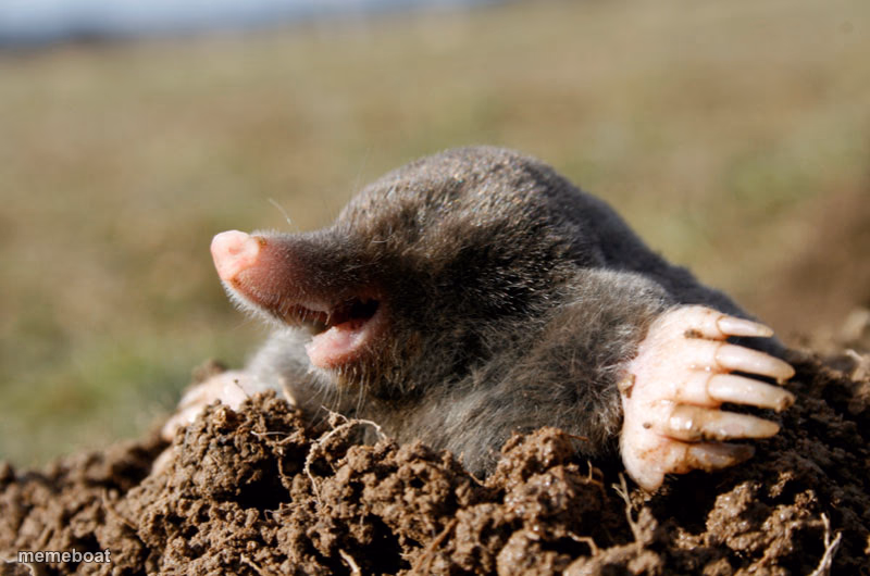 mole wat - meme generator image preview