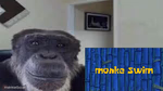 Monke swim