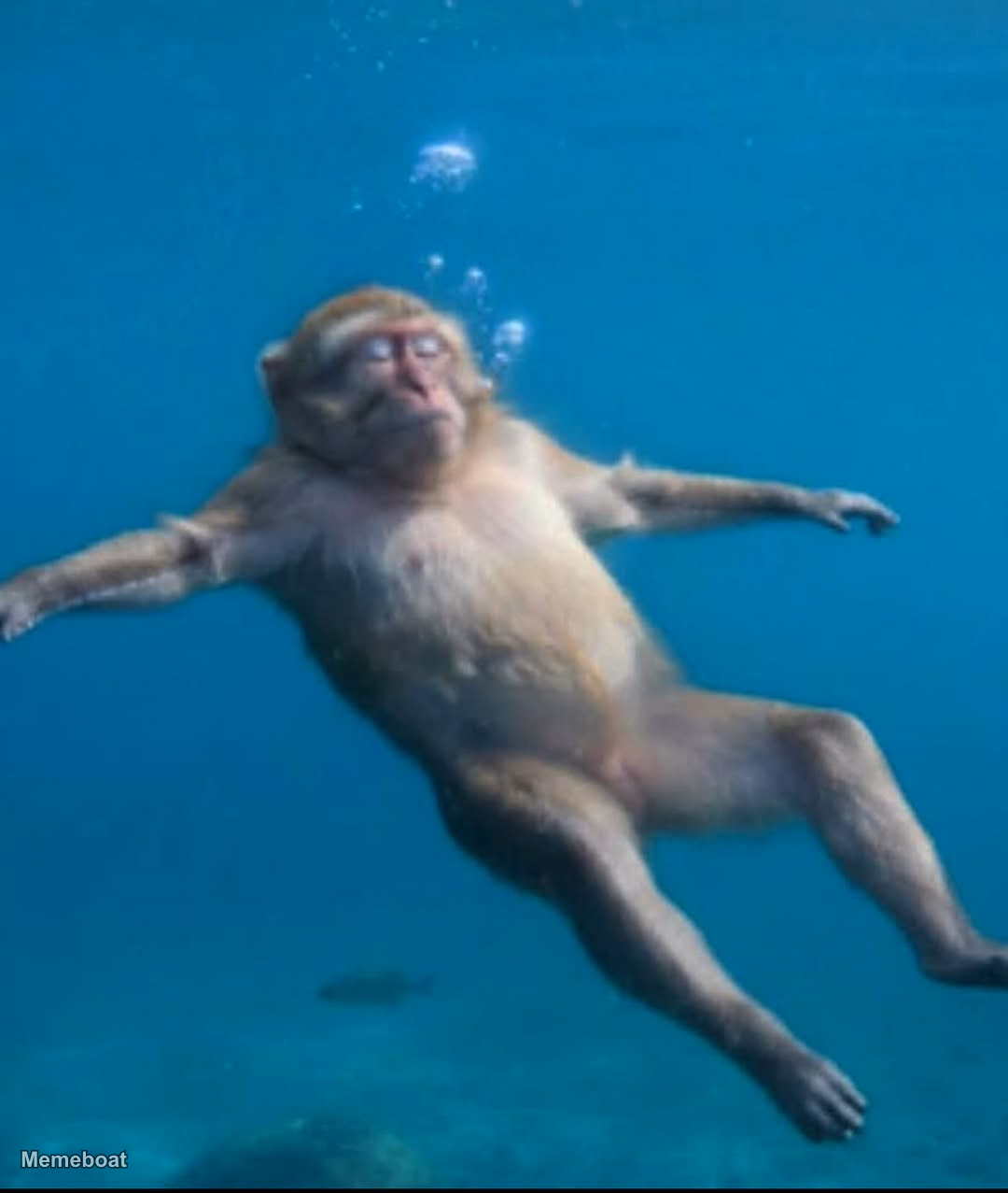 Monkey Drowning in a Pool - meme generator image preview