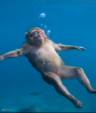 Monkey Drowning in a Pool