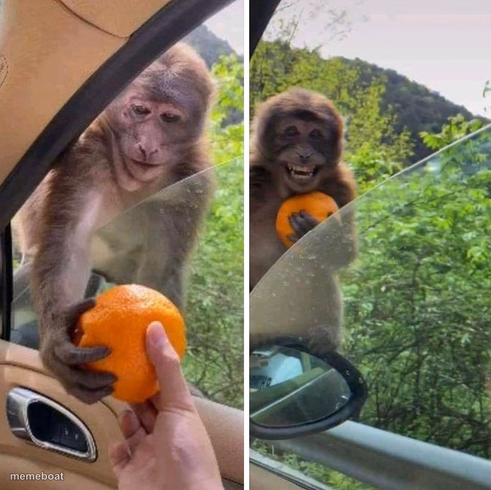 monkey getting an orange - meme generator image preview