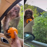 monkey getting an orange