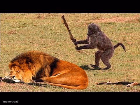 monkey hit lion tree - meme generator image preview