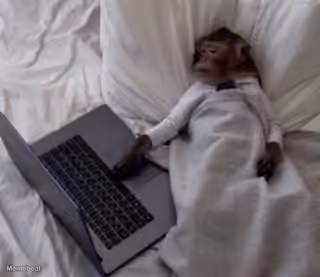 Monkey In Bed With Laptop
