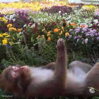 Monkey in Field - No Thoughts, Just Vibes