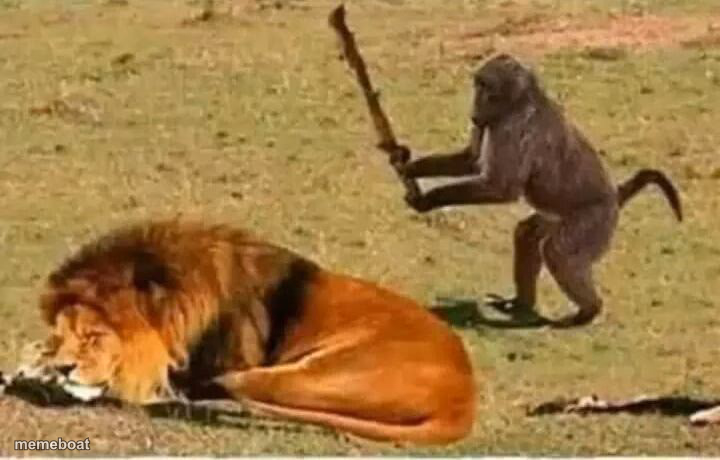 Monkey lion - meme generator image preview