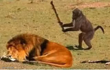 Monkey lion