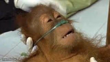 Monkey on life support