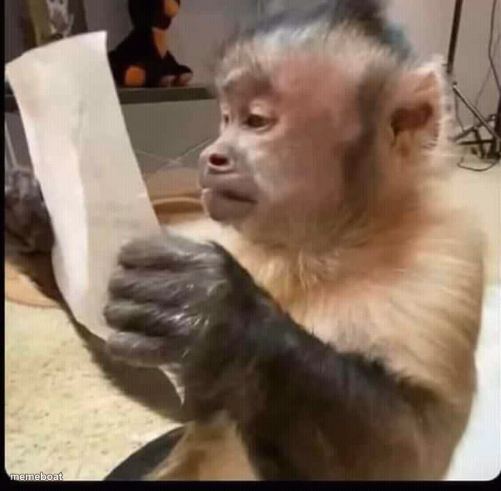 monkey reading - meme generator image preview