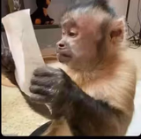monkey reading