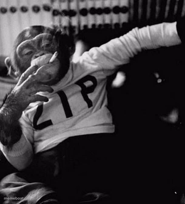 monkey smoke zip - meme generator image preview