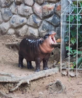Moo deng