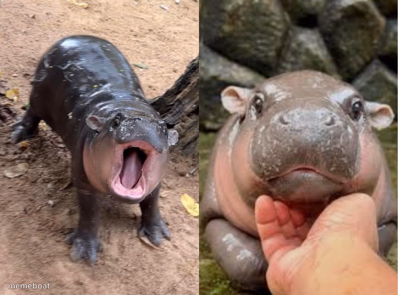 moo deng rawr and kalm - meme generator image preview