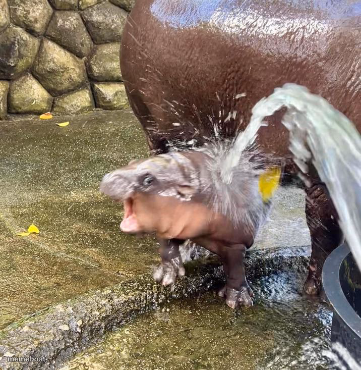 Moo deng water spray - meme generator image preview