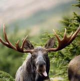 Moose
