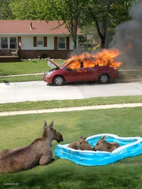 Moose watching car fire