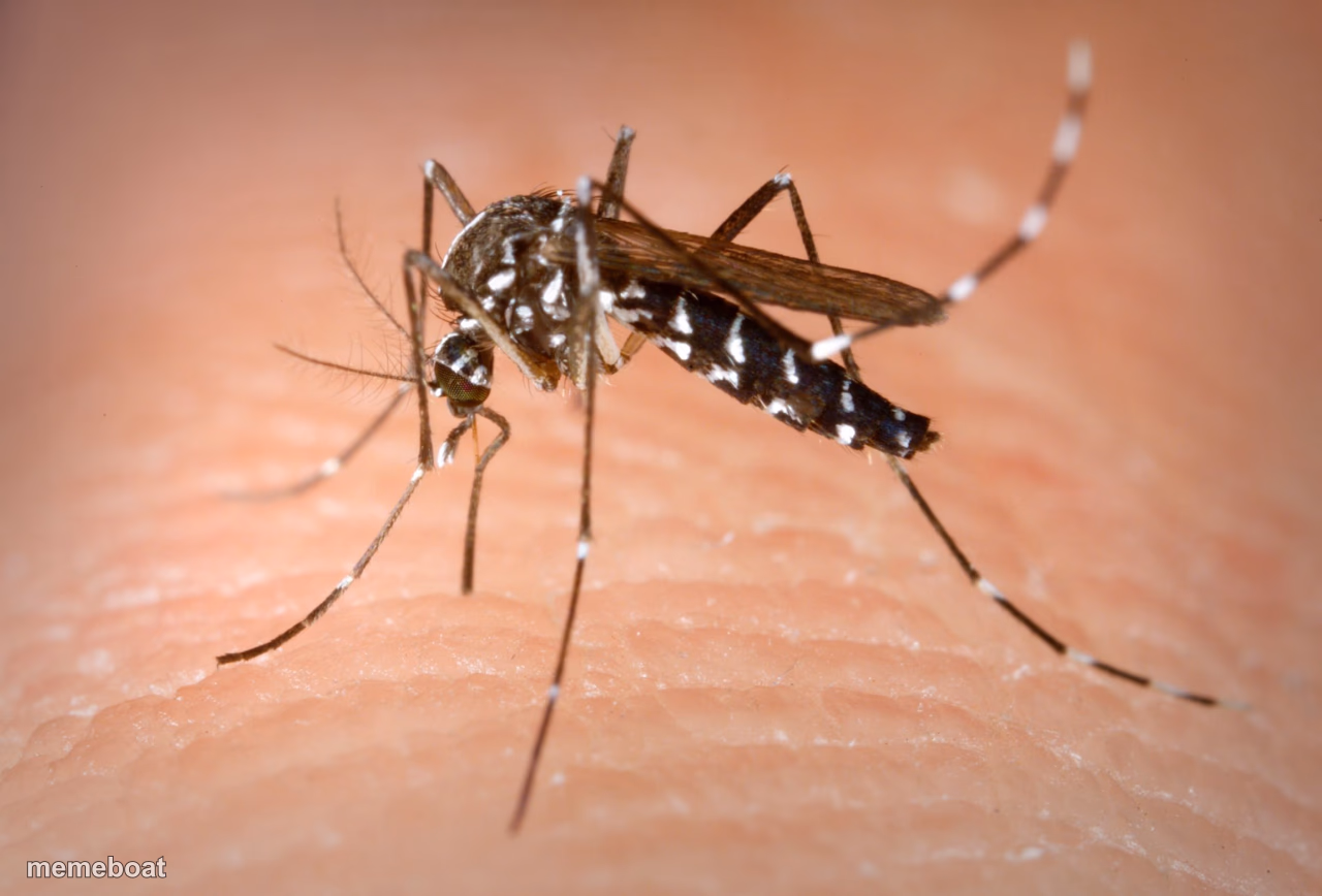 mosquito - meme generator image preview