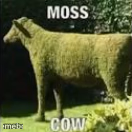 Moss Cow - meme generator image preview