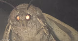 moth