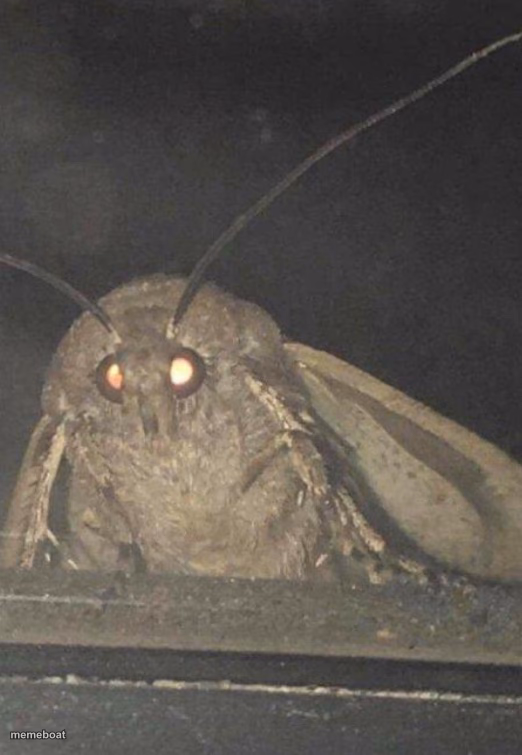 Moth - meme generator image preview