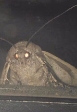 Moth