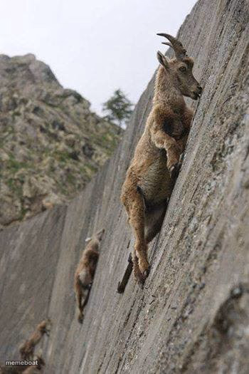 Mountain goats - meme generator image preview