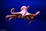 mr octopus