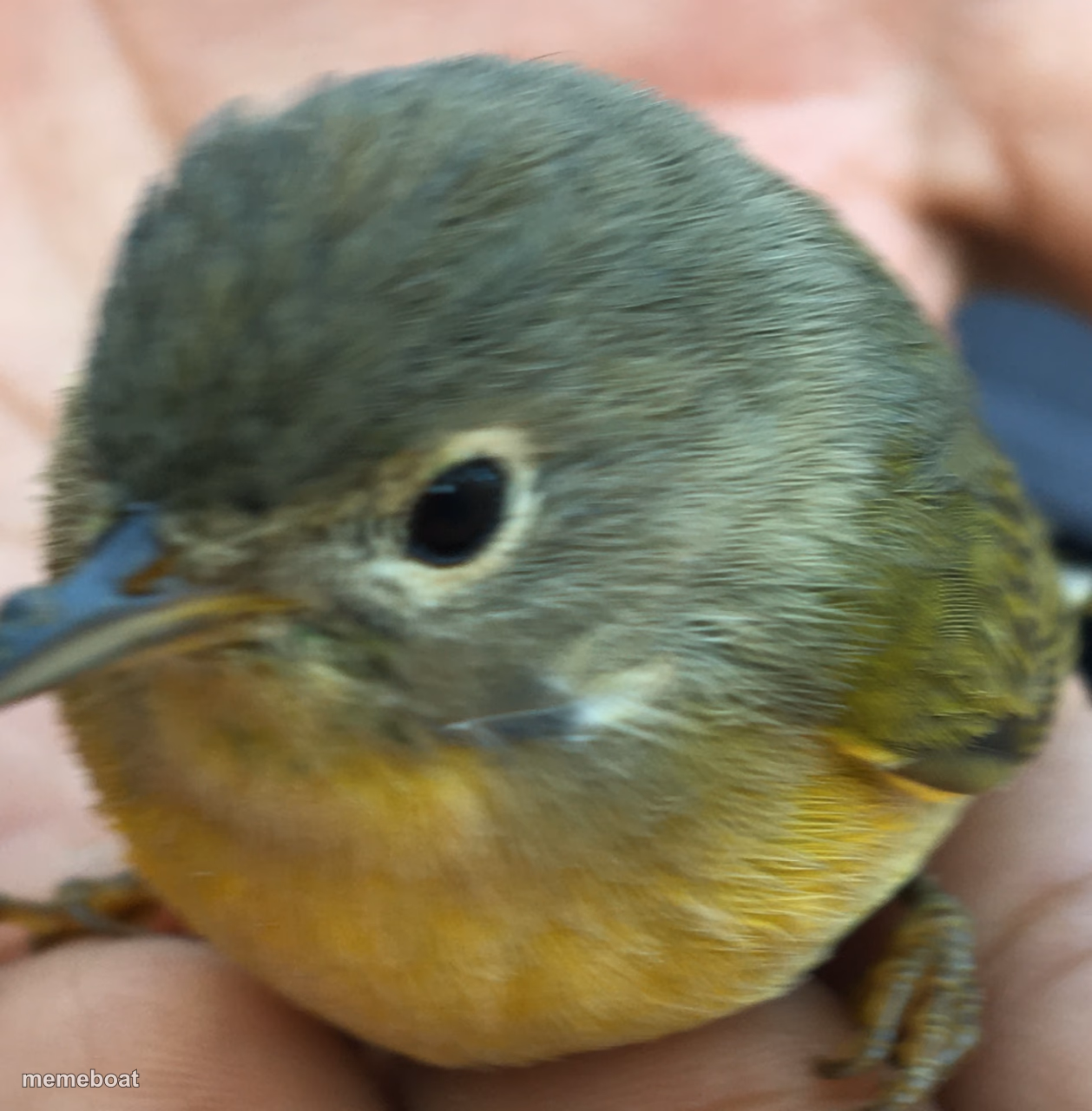 Mr.bird - meme generator image preview