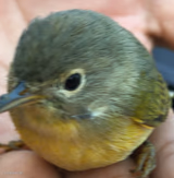 Mr.bird