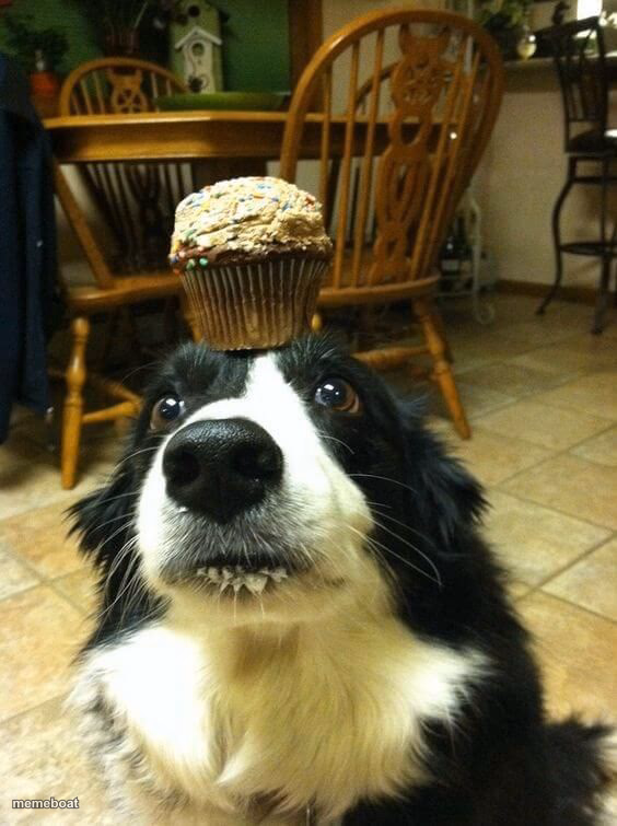 muffin dog - meme generator image preview