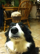 muffin dog