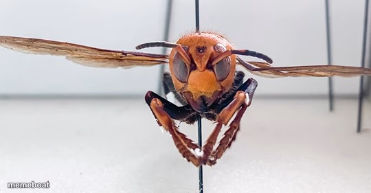 Murder Hornet - meme generator image preview