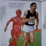 Muscles make the body move