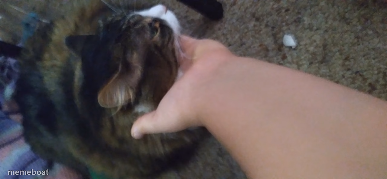 My cat h8s me - meme generator image preview